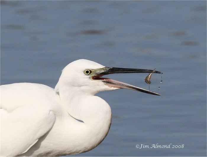 Little Egret catching fish cu VP 24 8 08  IMG_9708
